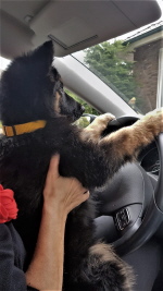 1.9.20 Fritzi macht den F&uuml;hrerschein