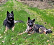11.11.22 Itsch-Ben und Janita-Jara v.Winsener Land 11.11.22 Itsch-Ben und Janita-Jara v.Winsener Land