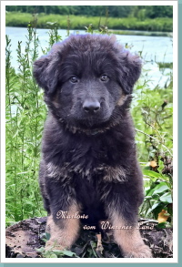 Merlin-Marlowe