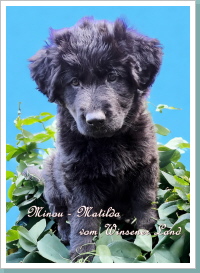 Minou-Matilda