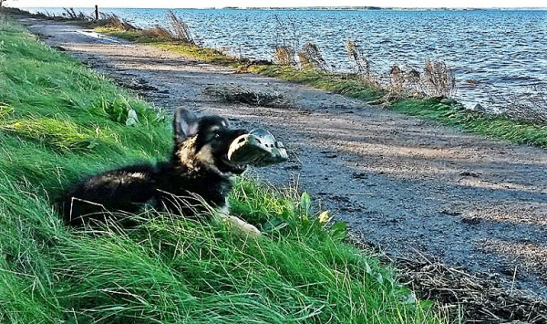 an der Ostsee Beute machen ist toll an der Ostsee Beute machen ist toll